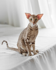 Portrait of cute oriental purebreed cat sitting on bed and looking camera