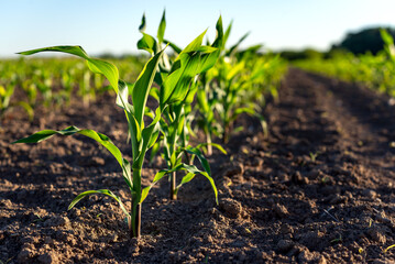 Obraz premium Green corn plants on a field