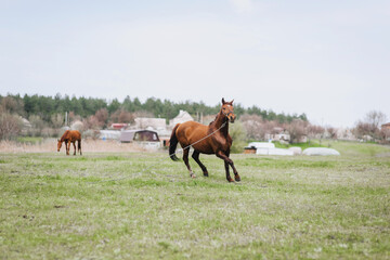 A beautiful young fast brown horse runs in a meadow with green grass in a pasture, nature. Animal photography, portrait.