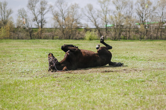 A beautiful brown young horse lies on its back, spinning in the meadow, having fun in nature. Photo of an animal in the countryside, portrait of a pet.