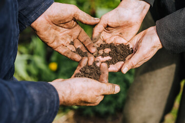 Elderly man and woman gardeners hold hands, holding earthen soil, enjoying nature in the garden...