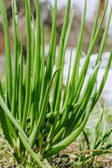 Fototapeta na wymiar Green fresh long onion, garlic grows in the garden. Edible plant, nature, cultivation, close-up photography, gardening.
