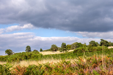 Fototapeta na wymiar Ashdown forest on a cloudy summer afternoon
