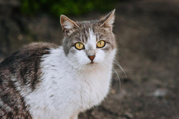 A beautiful fluffy white-gray young cat sits in nature. Portrait, photograph of a pet.