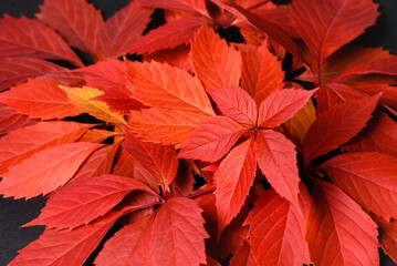 Autumn red leaves cover for background