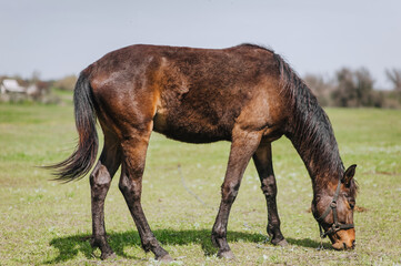 A beautiful brown horse with a long mane grazes, eats green grass in a meadow, pasture. Herbivore...