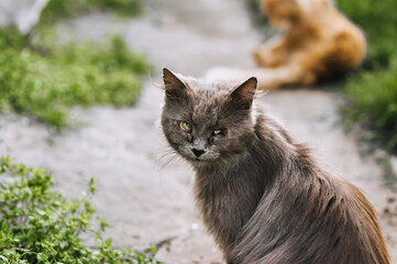 A gray fluffy beaten cat is disabled, with damage, eye disease, a blind animal sits in nature outdoors. Portrait, close-up photography of a pet.