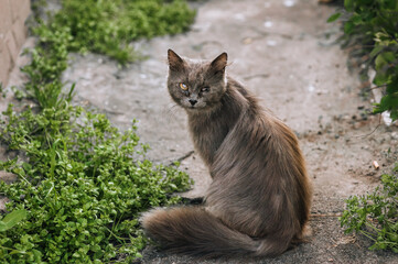 A gray fluffy beaten cat is disabled, with damage, eye disease, a blind animal sits in nature...
