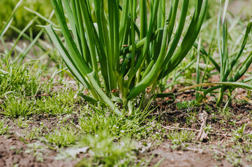 Green onion, garlic growing in the garden. Edible plant, nature, cultivation, close-up photography, gardening.
