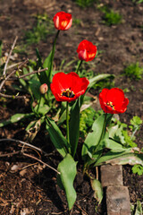 Beautiful red tulip flowers bloom in the garden. Close-up photography, nature, flowering.