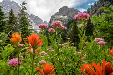 Crédence en verre imprimé Chaîne Teton Colorful Wildflowers Bloom in Summer in Cascade Canyon