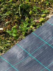Weed control system with black plastic film. Agricultural technology. Plant covers. Weed...