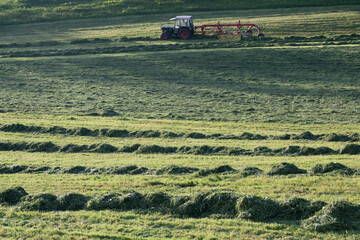 Fototapeta premium Grasernte im Allgäu, kleiner Traktor mit Kreiselschwader