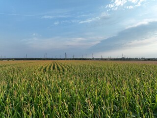 Corn Crop in Germany