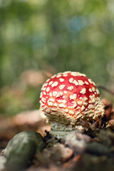Closeup shot of red mushroom Amanita muscaria, fly agaric, in the forest