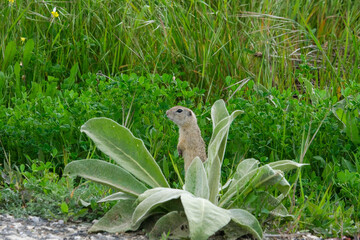 Close up cute prairie dogs animal inside green area. Selective focus. 