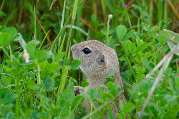 Fototapeta premium Close up cute prairie dogs cynomys animal inside green area. Selective focus. 