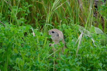 Close up cute prairie dogs animal inside green area. Selective focus. 