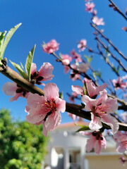 Blooming peach tree with pink flowers on branches against a clear blue sky. Close-up. Selective focus.