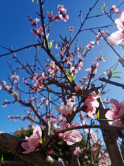 Blooming peach tree with pink flowers on branches against a clear blue sky. Close-up. Selective focus.