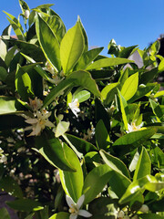 Oranges blossom on a tree in orchard and the sun's rays orange flowers,