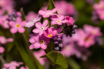 close up of pink flower macro