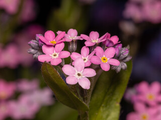 close up of pink flower macro