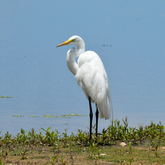 Great White Heron at Brazos Bend State Park, Texas