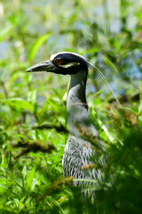 Yellow-crowned Night Heron at Brazos Bend State Park, Texas