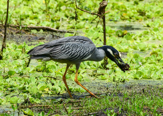 Yellow-crowned Night Heron eating a Crawfish at Brazos Bend State Park, Texas