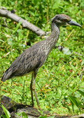 Green Heron at Brazos Bend State Park, Texas