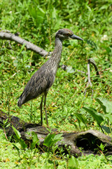 Green Heron at Brazos Bend State Park, Texas