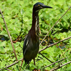 Green Heron