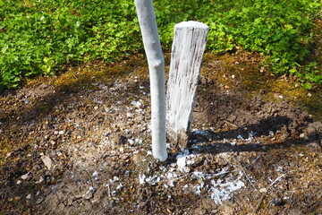 Spring work in the garden. Whitewashing of trees in spring. The young tree is whitewashed to protect against rodents. Young fruit tree seedlings and a wooden block dug into the ground. Sapling