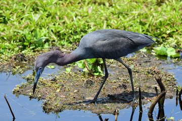 Little Blue Heron