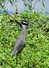 Yellow-crowned Night Heron at Brazos Bend State Park