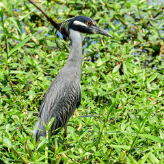 grey heron ardea cinerea