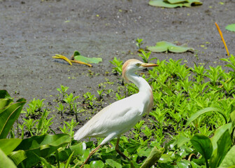 Cattle Egret