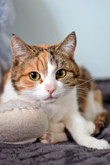 cute cat with brown eyes. tricolor cat