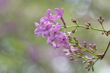 pink flowers of a lilac