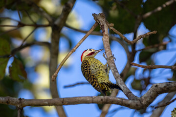 bird of the Picidae family. It is known as woodpecker-carijó or 