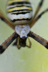 Argiope bruennichi - Ragno vespa