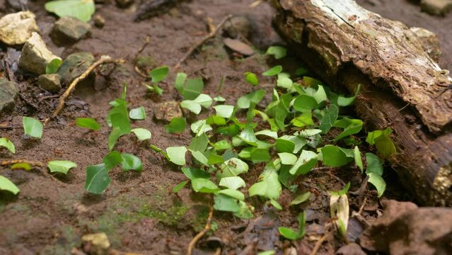 MACRO, DOF: Leafcutter ant colony encountered an obstacle on the transport route. Fungus-growing ants transporting and collecting stock for growing their own fungus. Animal diversity of wild Panama.