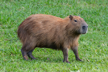 Fototapeta premium South American capybara rm closeup and selective focus