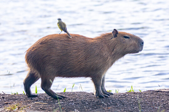 South American capybara rm closeup and selective focus