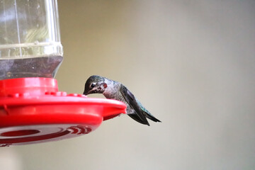 Hummingbird in Resting and Feeding on Red Bird Feeder, Anna's Hummingbird, in Southern California on Washed Out Background