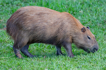 South American capybara rm closeup and selective focus