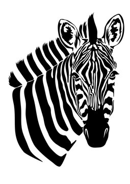 Zebra head illustration, Vector design. 