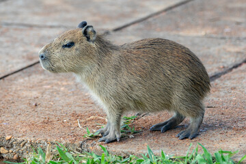 South American capybara rm closeup and selective focus
