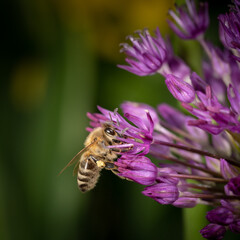 bee honeybee work insect honey flower